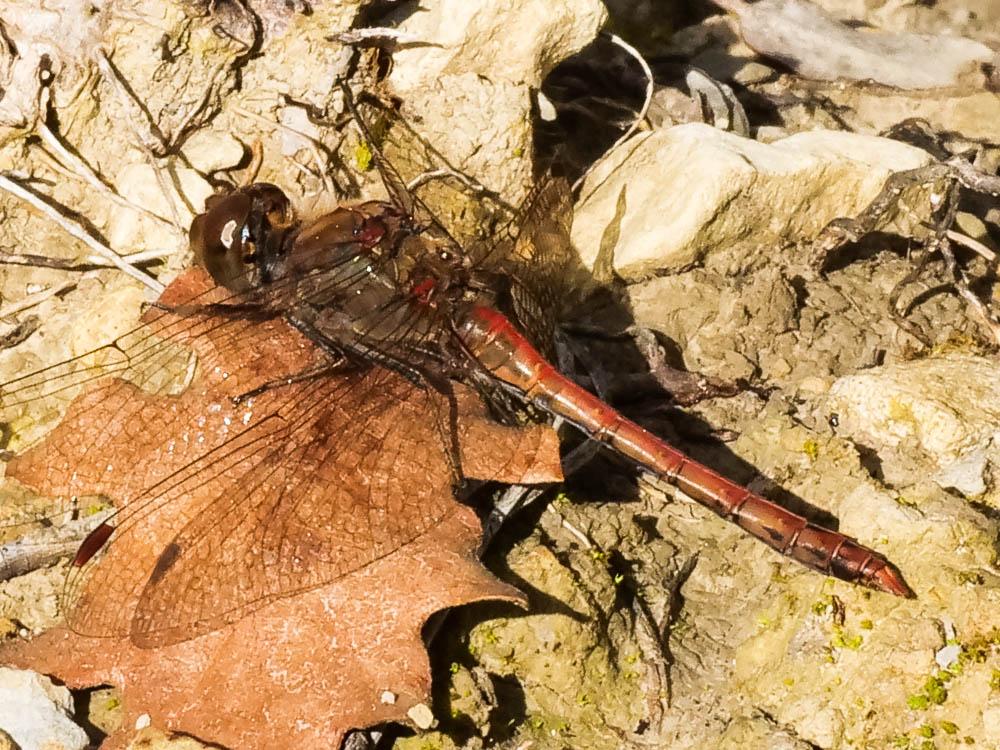 Sympétrum fascié (Le) Sympetrum striolatum (Charpentier, 1840)