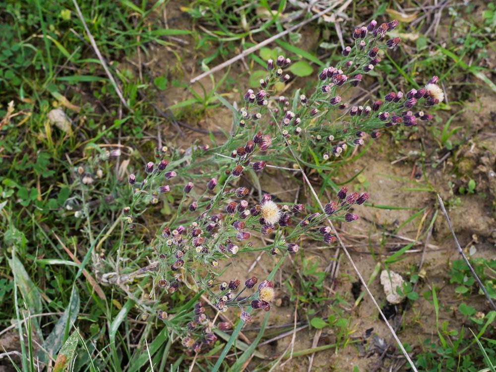 Érigéron crépu Erigeron bonariensis L., 1753