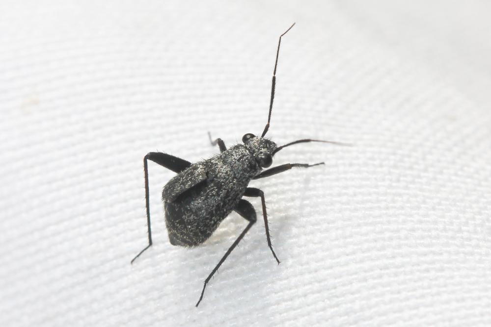  Orthocephalus saltator (Hahn, 1835)