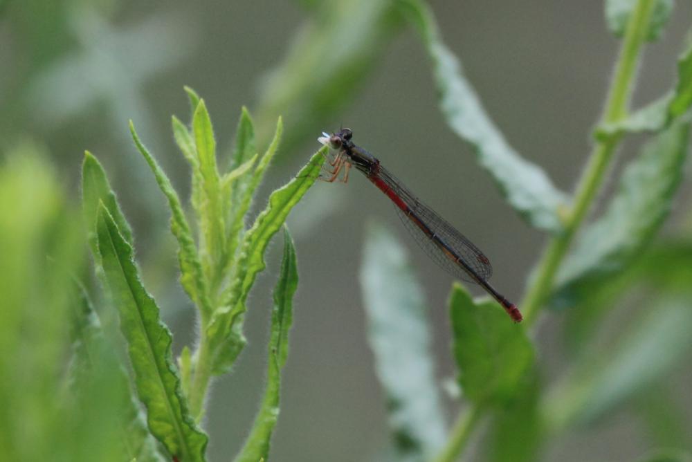 Agrion délicat Ceriagrion tenellum (Villers, 1789)