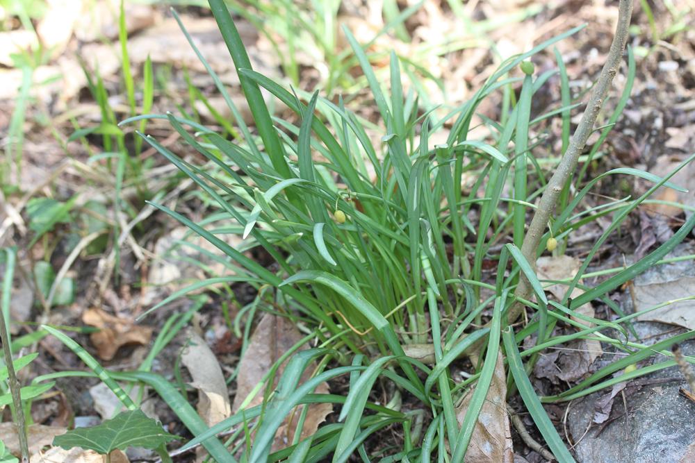 Perce-neige, Goutte de lait, Clochette d'hiver, Ga Galanthus nivalis L., 1753