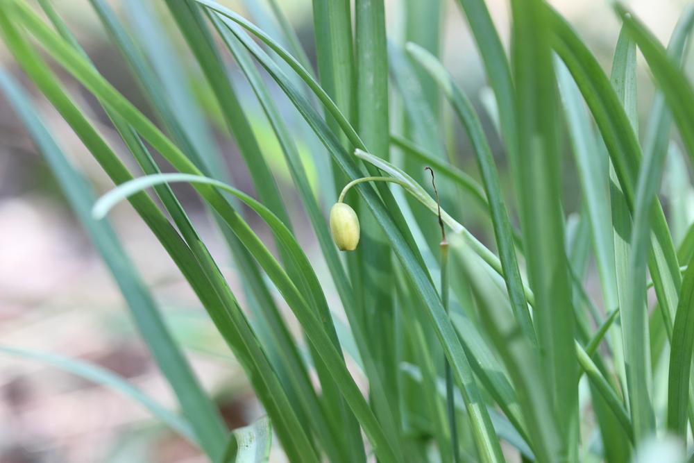 Perce-neige, Goutte de lait, Clochette d'hiver, Ga Galanthus nivalis L., 1753