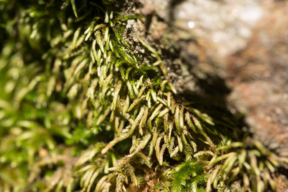  Nogopterium gracile (Hedw.) Crosby & W.R.Buck, 2011