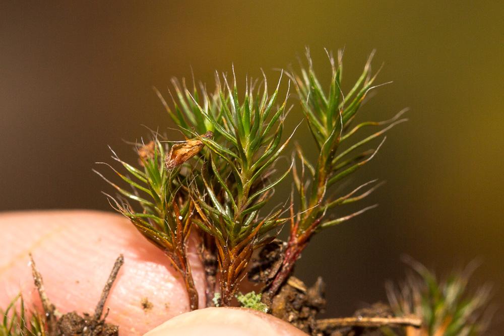 Polytrichum piliferum Hedw., 1801