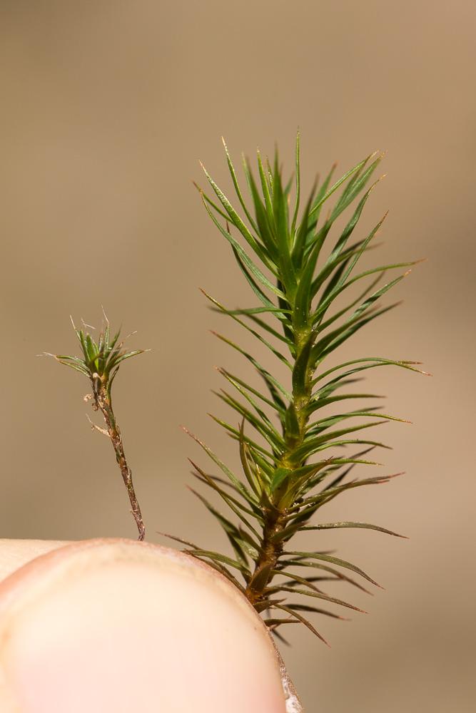 Polytrichum piliferum Hedw., 1801