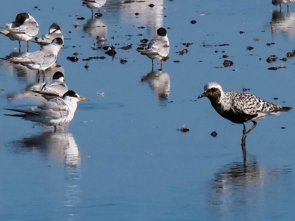 Pluvier argenté Pluvialis squatarola (Linnaeus, 1758)