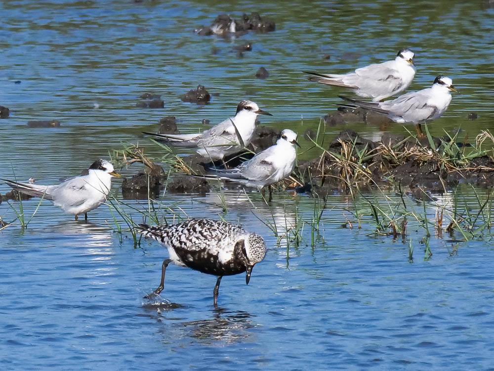 Pluvier argenté Pluvialis squatarola (Linnaeus, 1758)