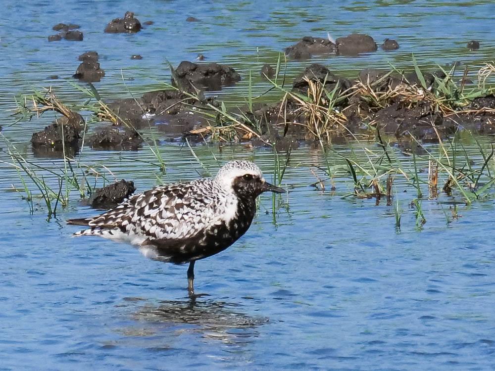 Pluvier argenté Pluvialis squatarola (Linnaeus, 1758)