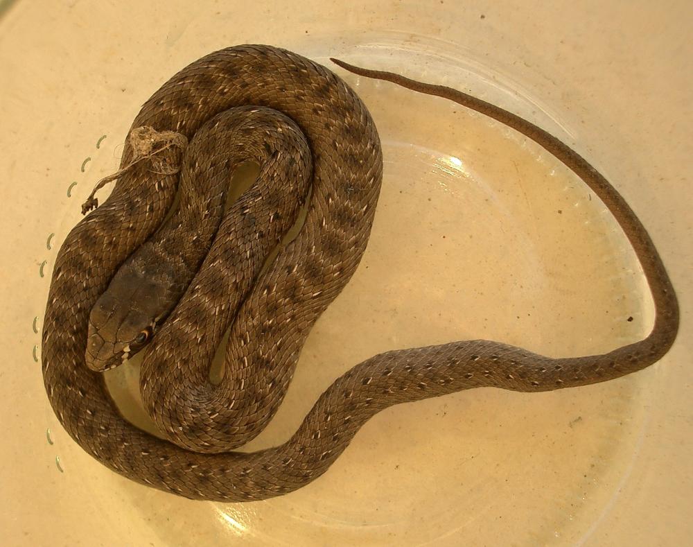 Couleuvre de Montpellier Malpolon monspessulanus (Hermann, 1804)