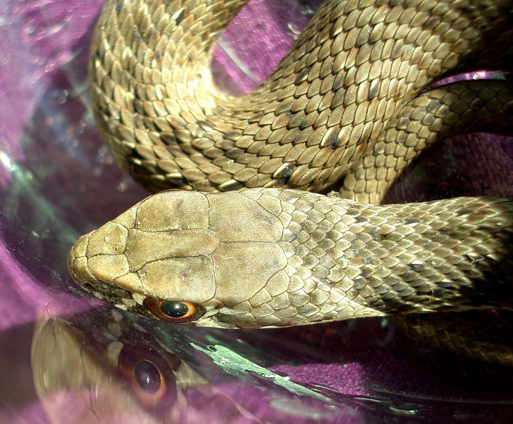 Couleuvre de Montpellier Malpolon monspessulanus (Hermann, 1804)