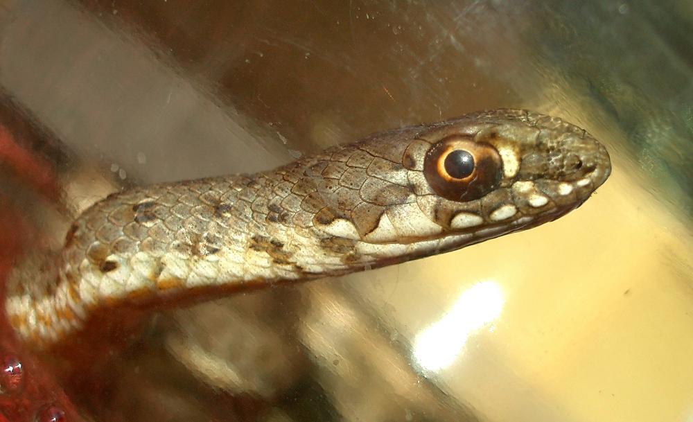 Couleuvre de Montpellier Malpolon monspessulanus (Hermann, 1804)