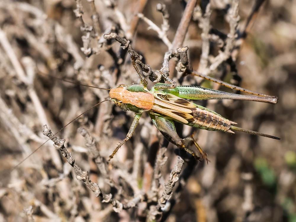 Decticelle des sables Platycleis sabulosa Azam, 1901