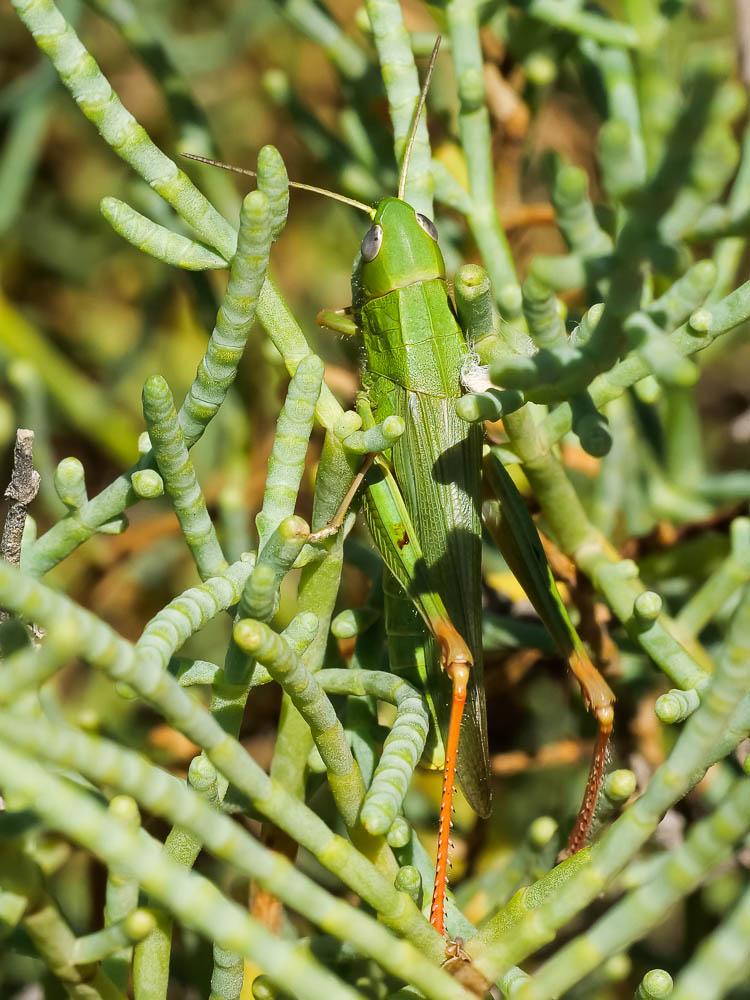 Criquet des marais, Criquet des Joncs Chorthippus jucundus (Fischer, 1853)