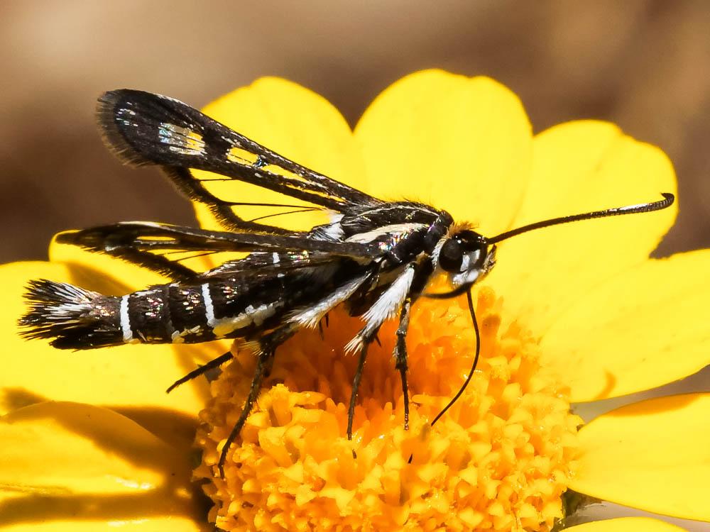 Sésie hispanique Pyropteron hispanicum (Kallies, 1999)
