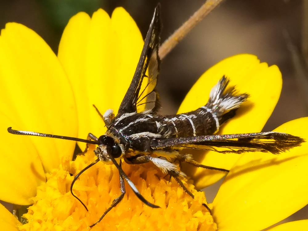 Sésie hispanique Pyropteron hispanicum (Kallies, 1999)