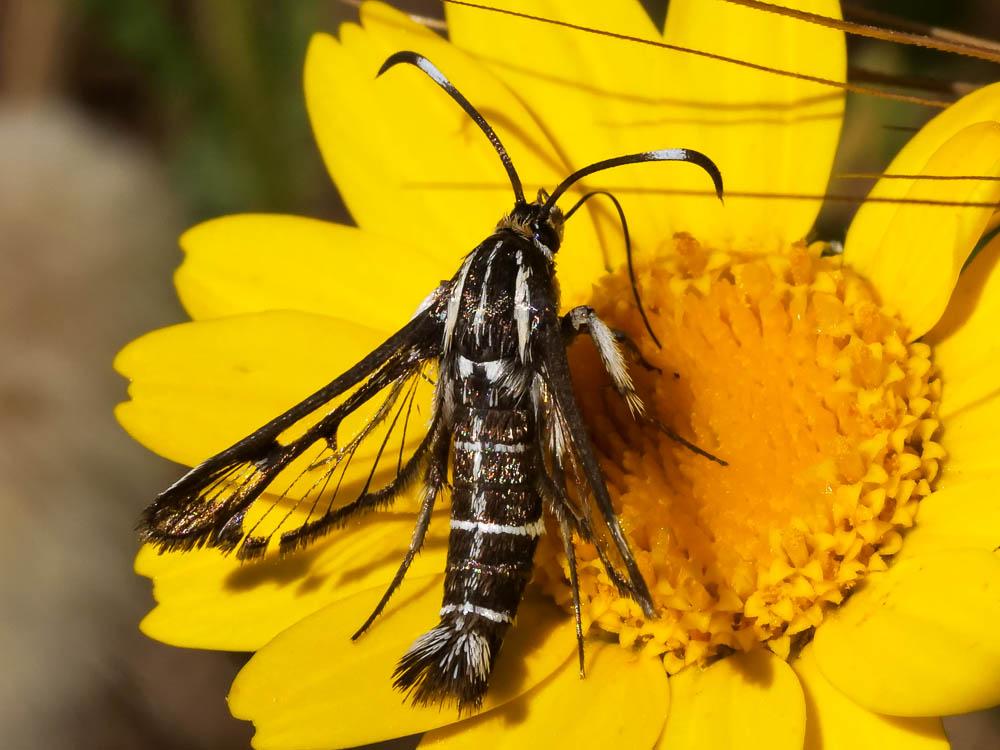 Sésie hispanique Pyropteron hispanicum (Kallies, 1999)