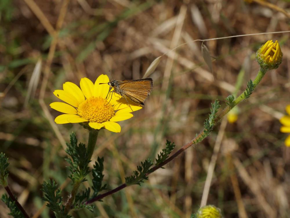 Anacycle radié Anacyclus radiatus Loisel., 1828