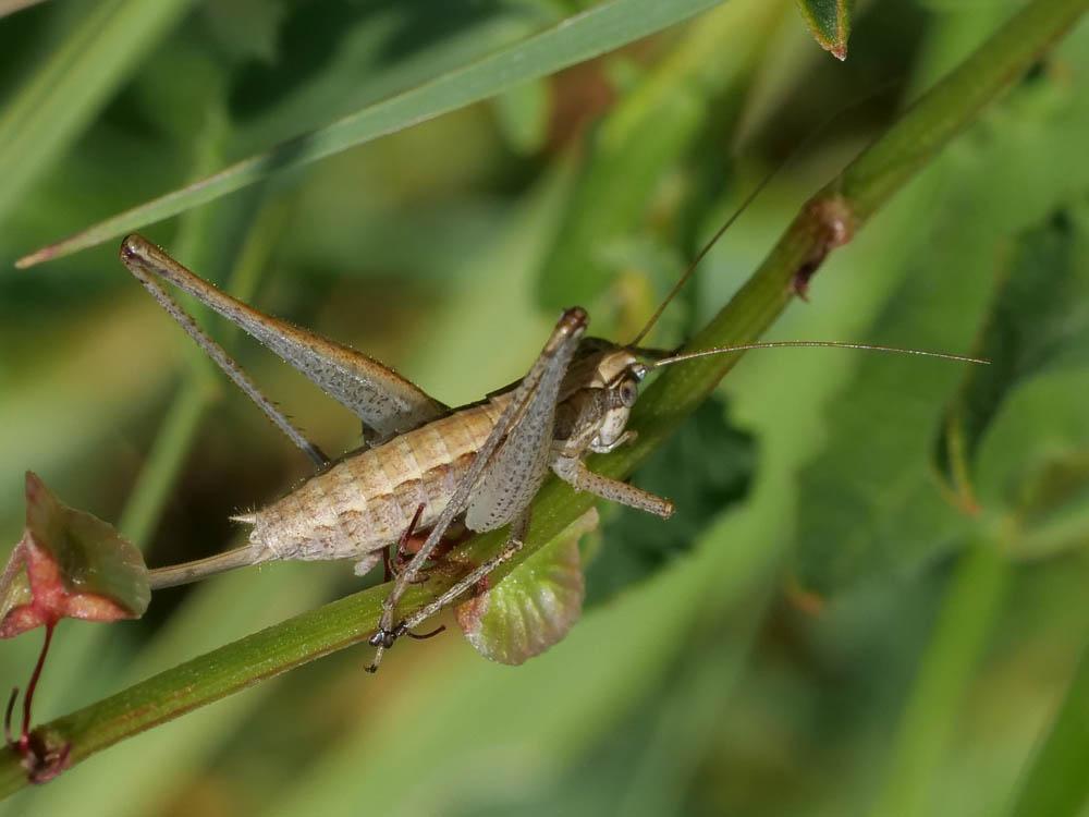 Decticelle frêle Yersinella raymondii (Yersin, 1860)