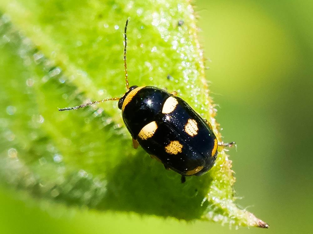 Cryptocéphale massif Cryptocephalus crassus Olivier, 1791