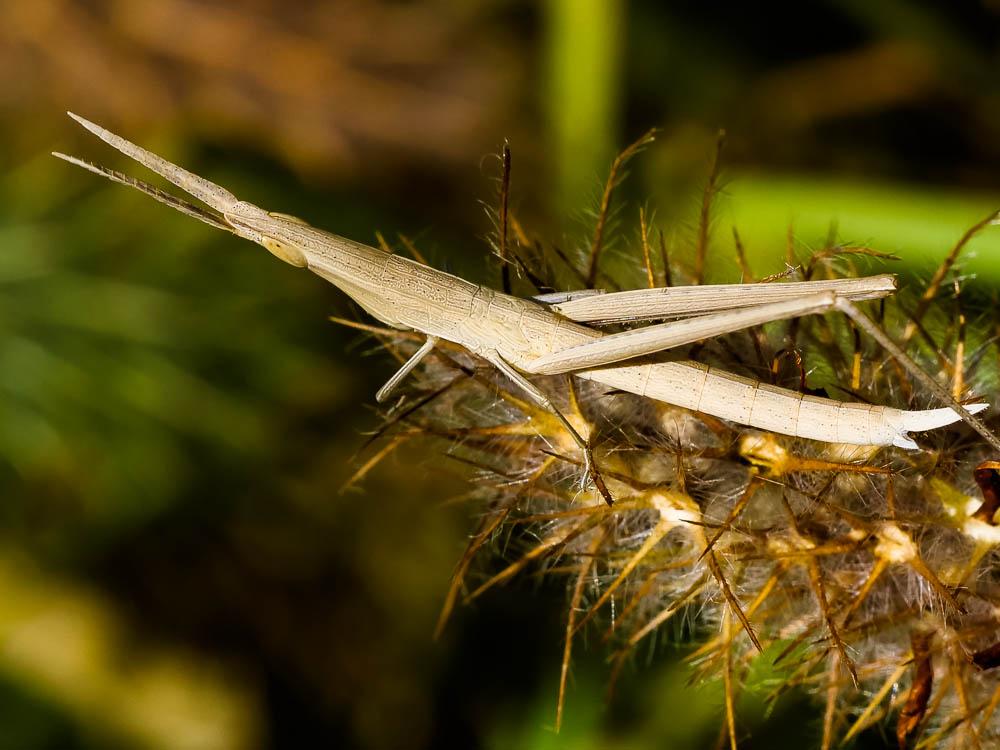  Acrida ungarica (Herbst, 1786)