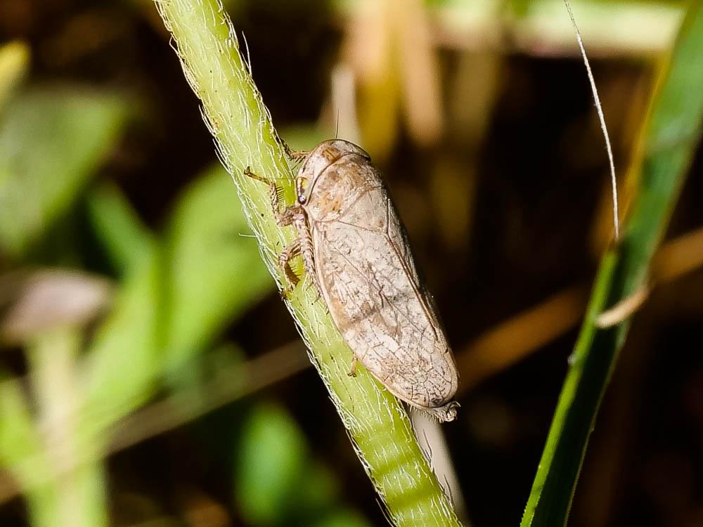 Le  Selenocephalus obsoletus (Germar, 1817)