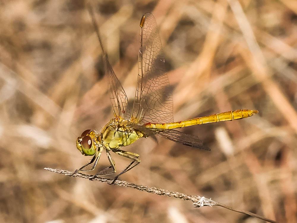 Sympétrum méridional (Le) Sympetrum meridionale (Selys, 1841)