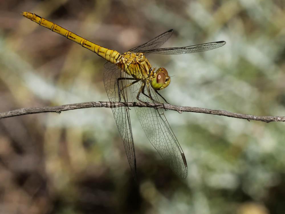 Sympétrum méridional (Le) Sympetrum meridionale (Selys, 1841)