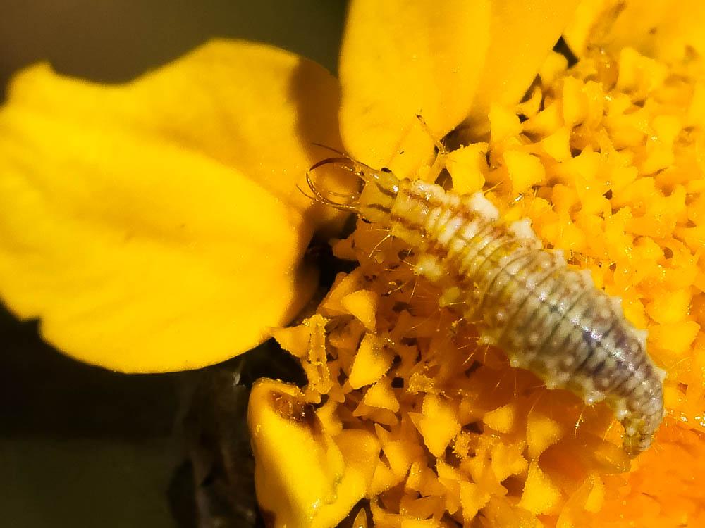 Chrysomèles Chrysomelidae Latreille, 1802