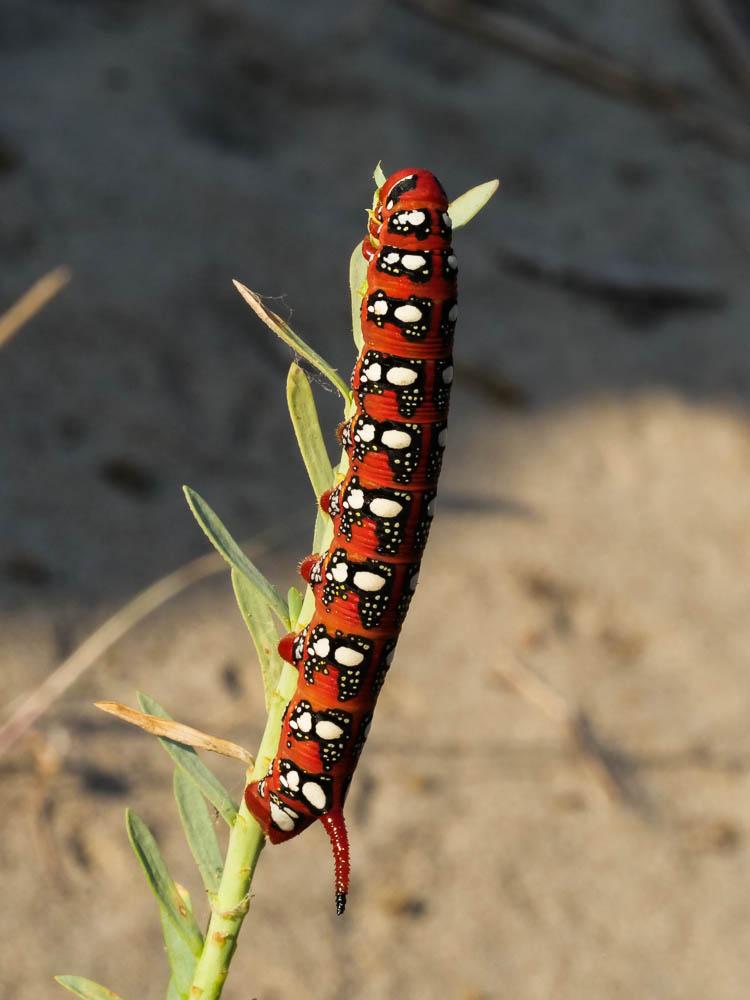 Sphinx de l'Euphorbe (Le) Hyles euphorbiae (Linnaeus, 1758)