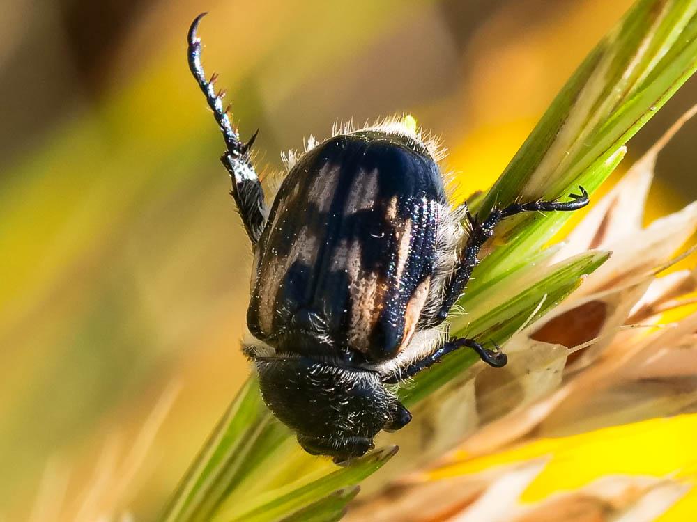 Anisoplia tempestiva Erichson, 1847