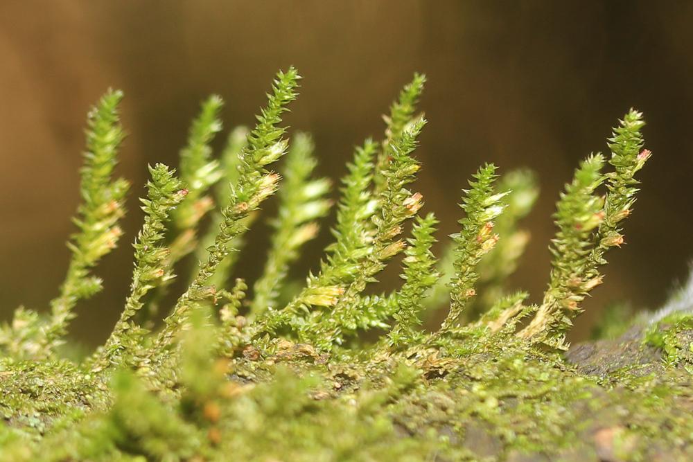 Cryphaea heteromalla (Hedw.) D.Mohr, 1814
