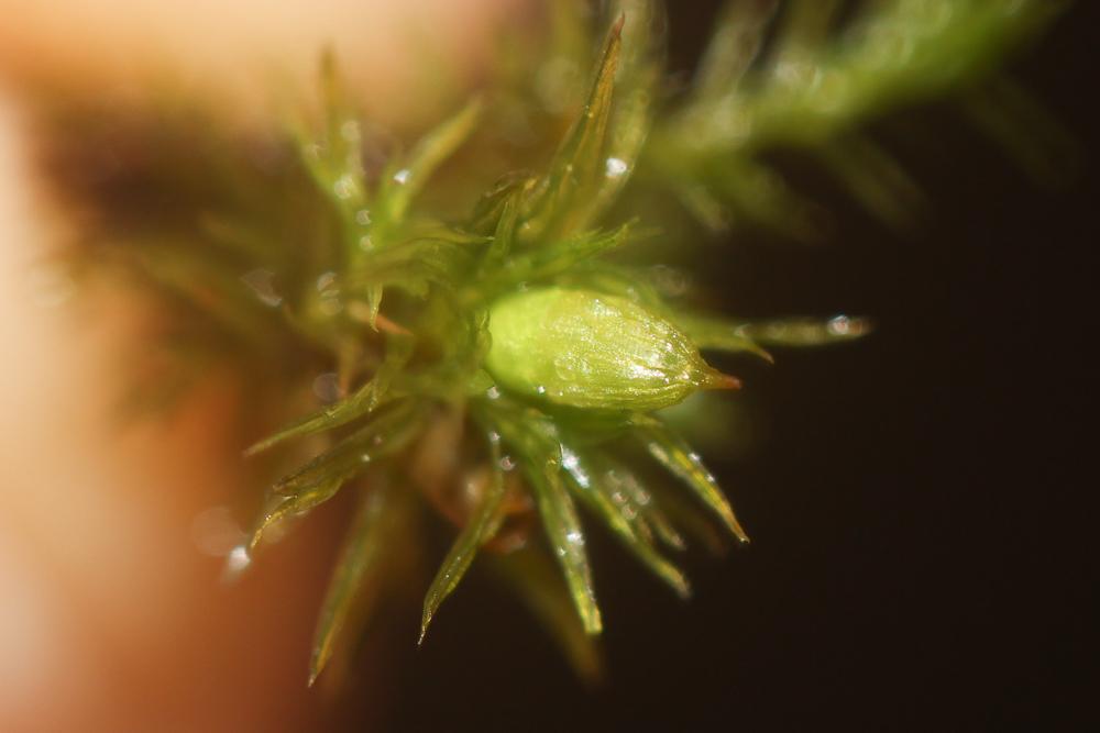 Orthotrichum lyellii Hook. & Taylor, 1818