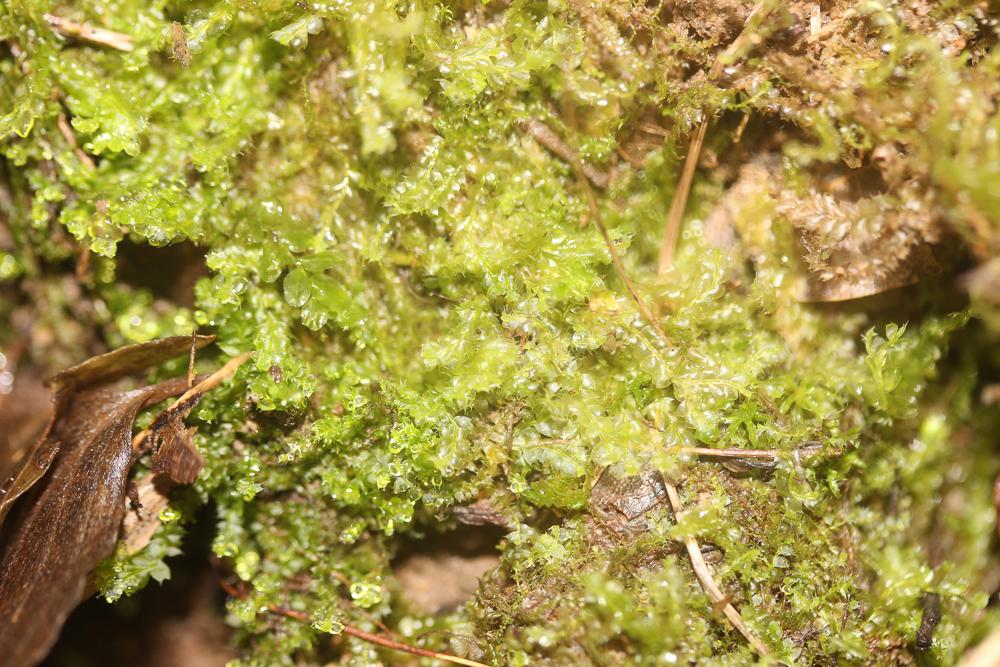 Lophocolea bidentata (L.) Dumort., 1835