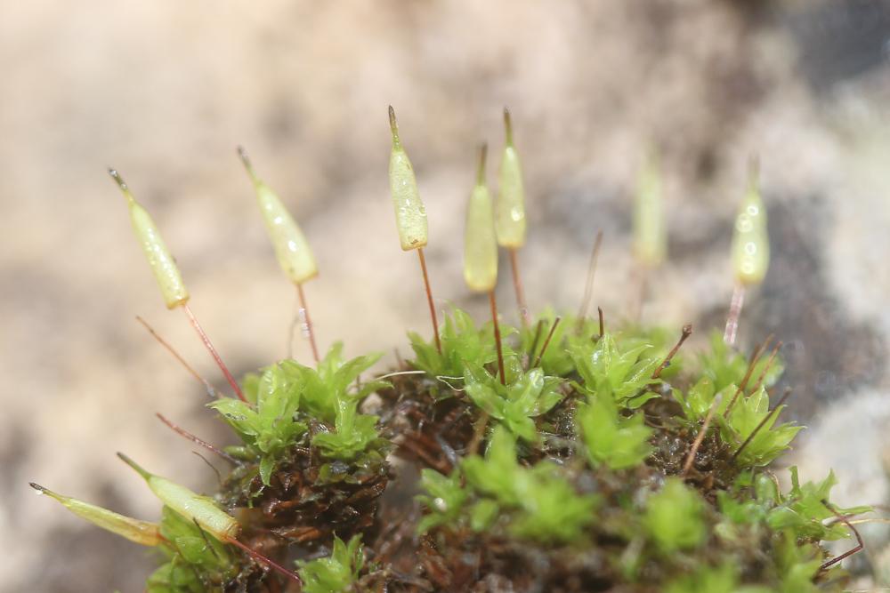 Encalypta vulgaris Hedw., 1801