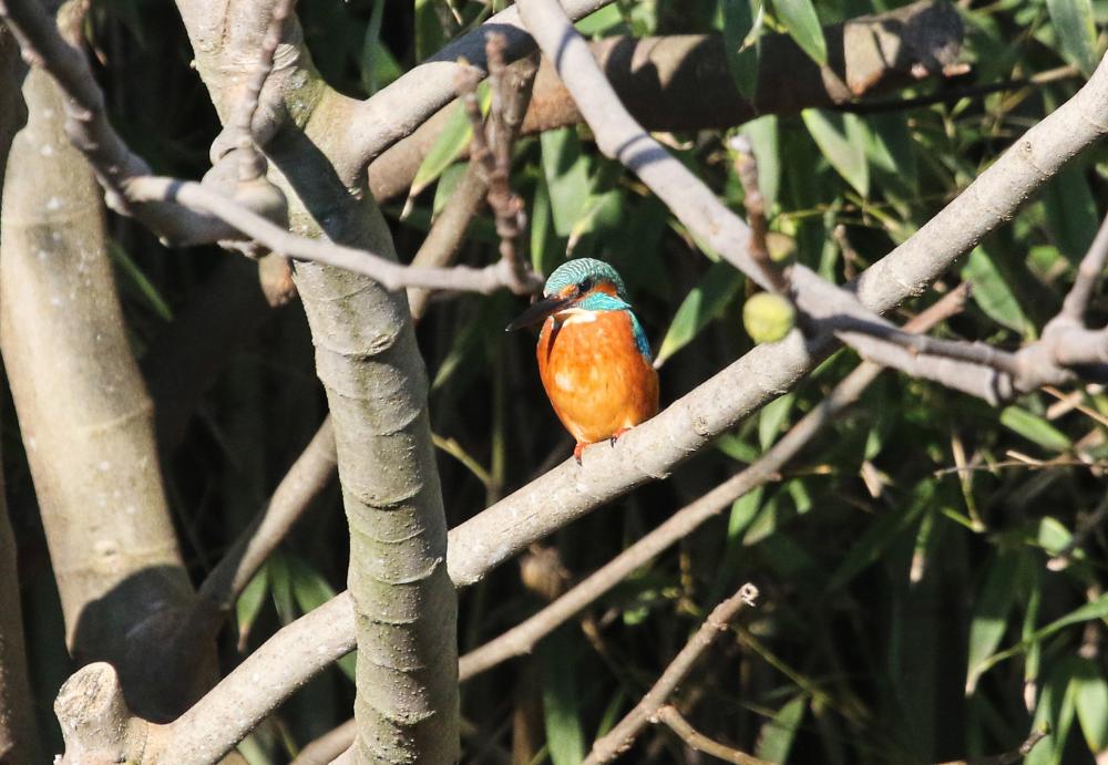 Martin-pêcheur d'Europe Alcedo atthis (Linnaeus, 1758)