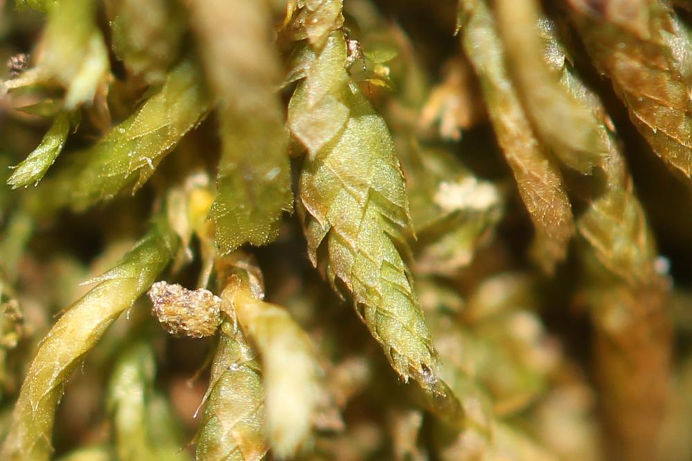 Nogopterium gracile (Hedw.) Crosby & W.R.Buck, 2011