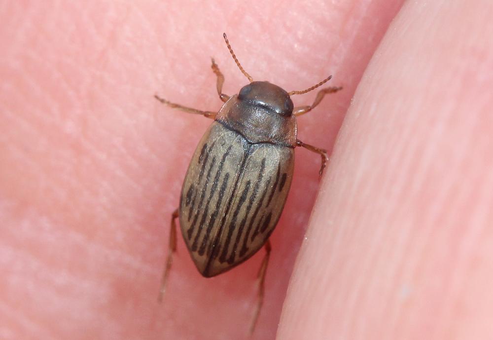 Hygrotus parallellogrammus (Ahrens, 1812)
