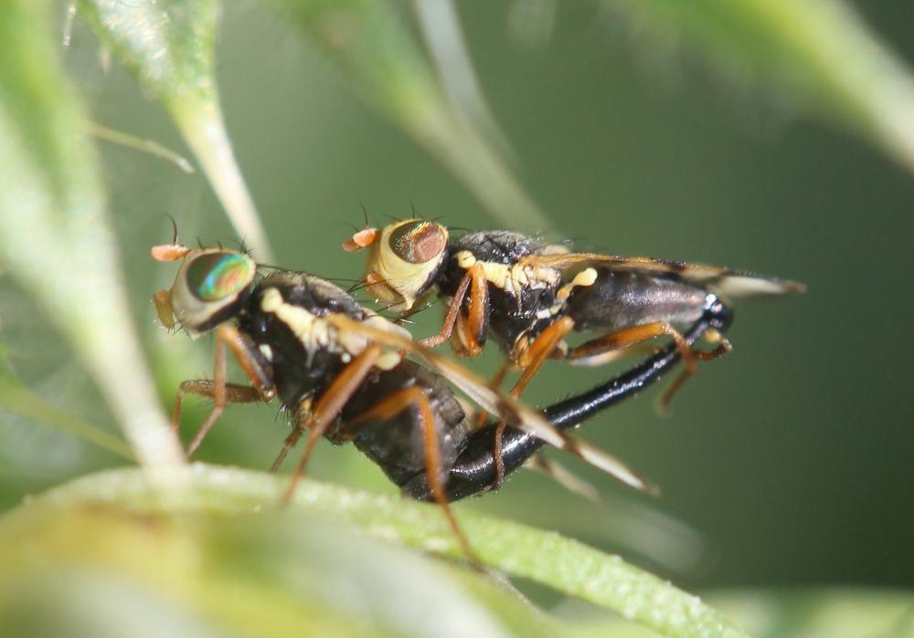 Urophora jaceana (Hering, 1935)
