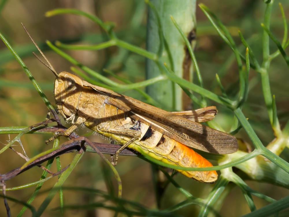 Criquet duettiste, Sauteriot Chorthippus brunneus (Thunberg, 1815)