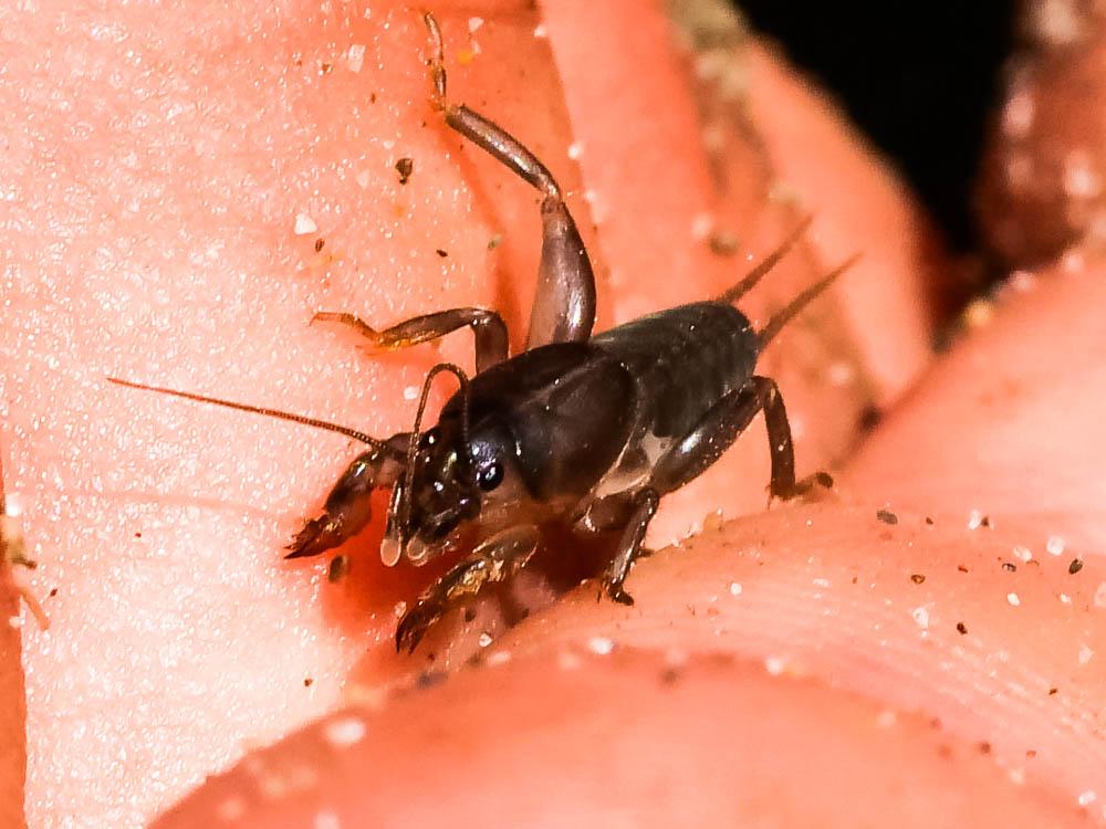 Courtilière provençale Gryllotalpa septemdecimchromosomica Ortiz, 1958