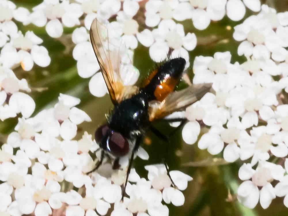 Clairvillia biguttata (Meigen, 1824)