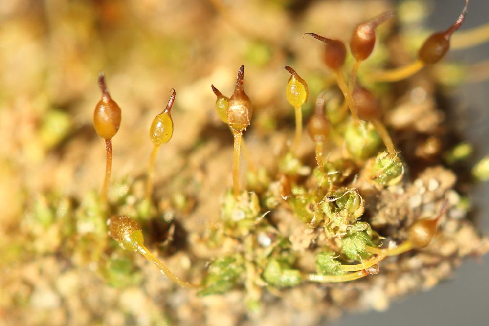 Pterygoneurum ovatum (Hedw.) Dixon, 1934