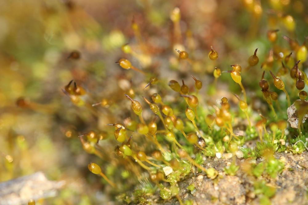 Pterygoneurum ovatum (Hedw.) Dixon, 1934