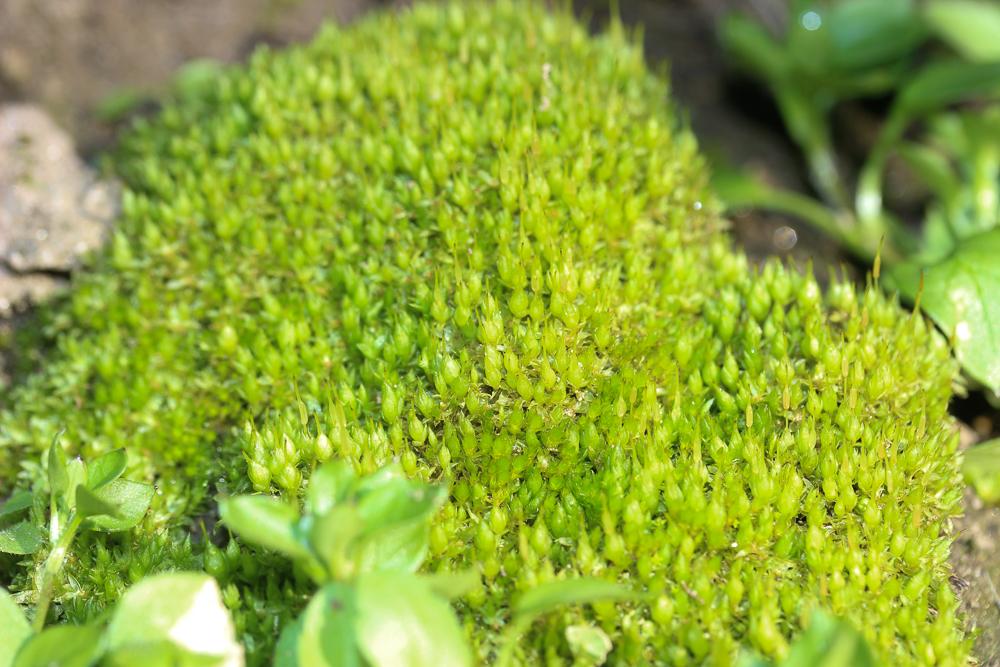 Funaria hygrometrica Hedw., 1801