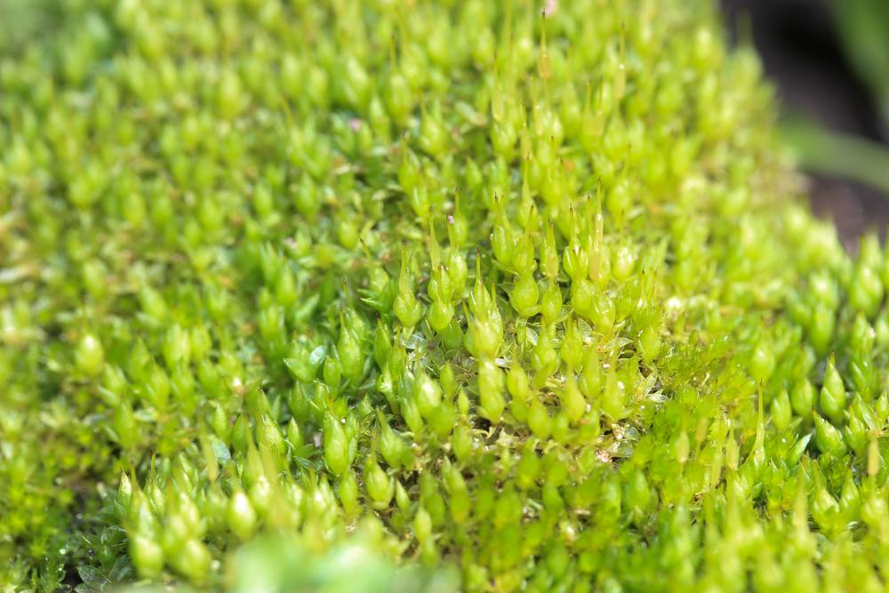 Funaria hygrometrica Hedw., 1801