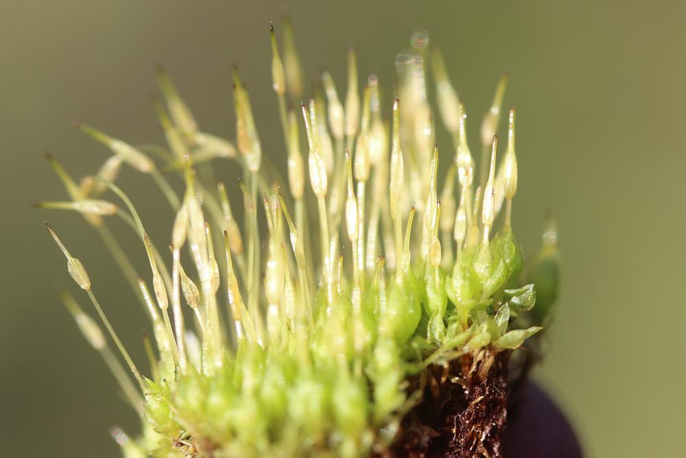  Funaria hygrometrica Hedw., 1801