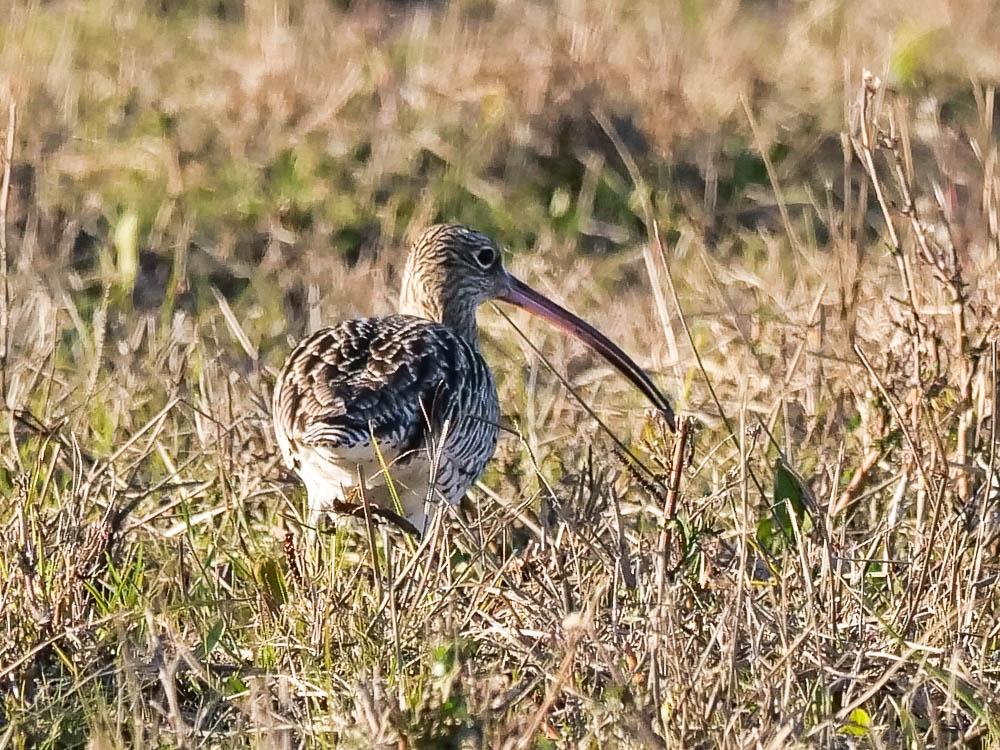Courlis cendré Numenius arquata (Linnaeus, 1758)