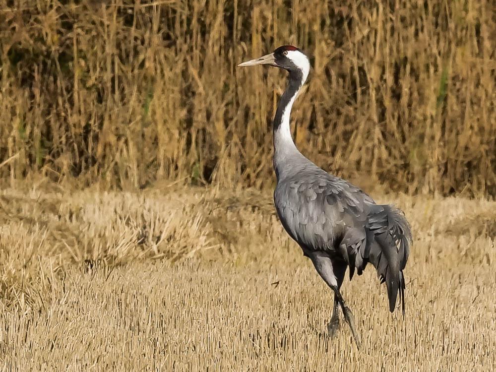 Grue cendrée Grus grus (Linnaeus, 1758)