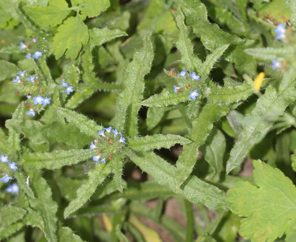 Lycopside des champs Lycopsis arvensis L., 1753