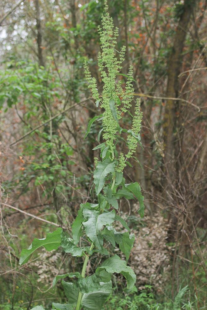 Patience à crêtes, Rumex à crêtes Rumex cristatus DC., 1813